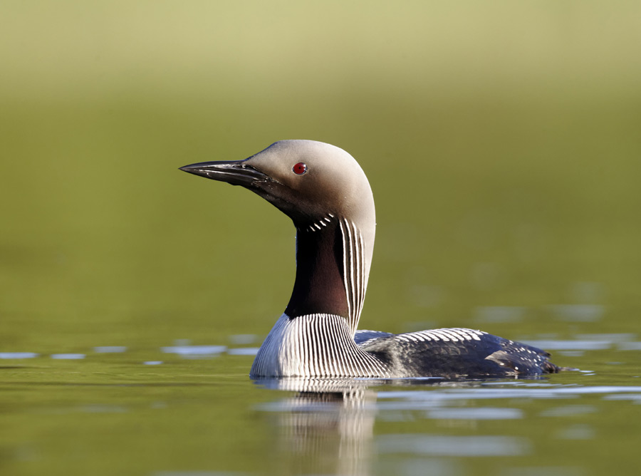 Black Throated Diver
