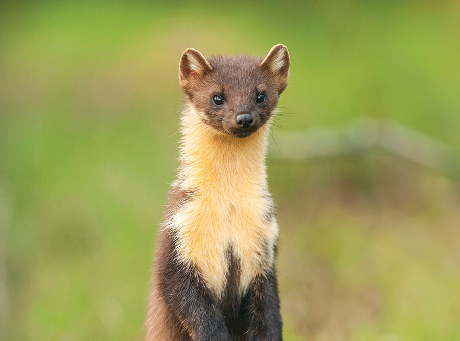 Pine Martin