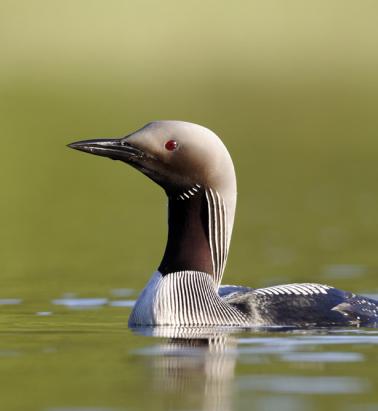 Black Throated Diver