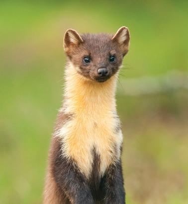Pine Martin